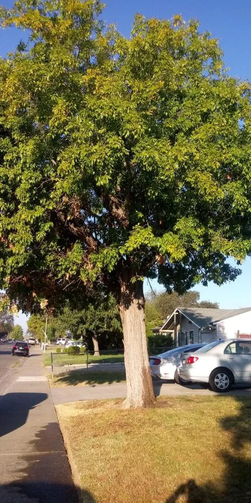 Affordable landscape design in SACRAMENTO, CA by La Colonia Concrete Landscaping