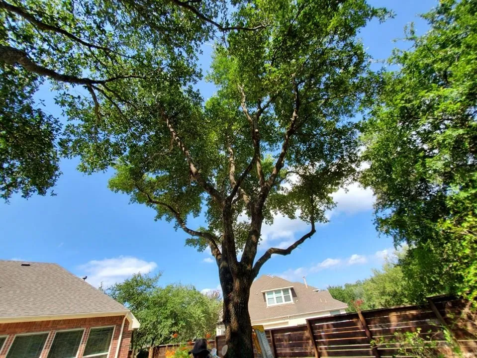 Expert landscape design experts serving Austin, TX - La Costa Irrigation and Landscaping