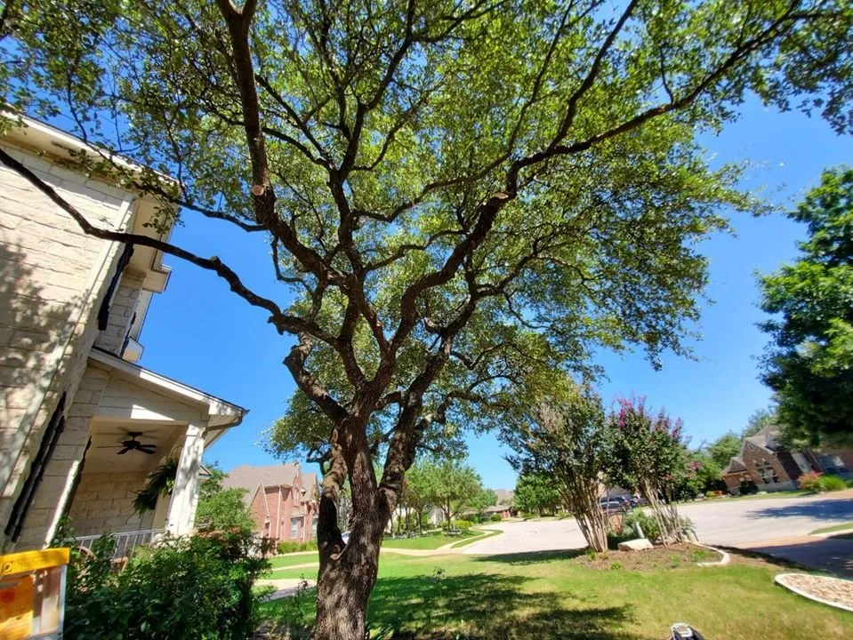 Custom landscape design experts serving Austin, TX - La Costa Irrigation and Landscaping