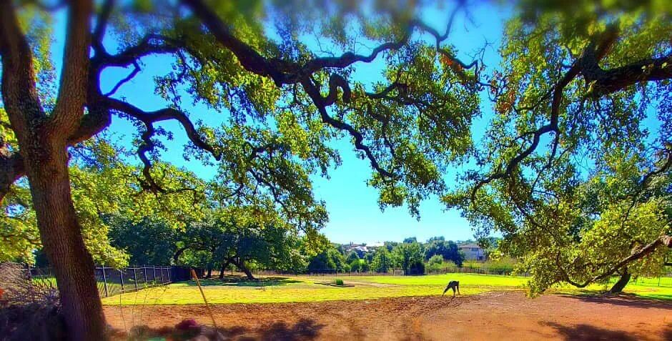 Local yard maintenance experts serving Austin, TX - La Costa Irrigation and Landscaping