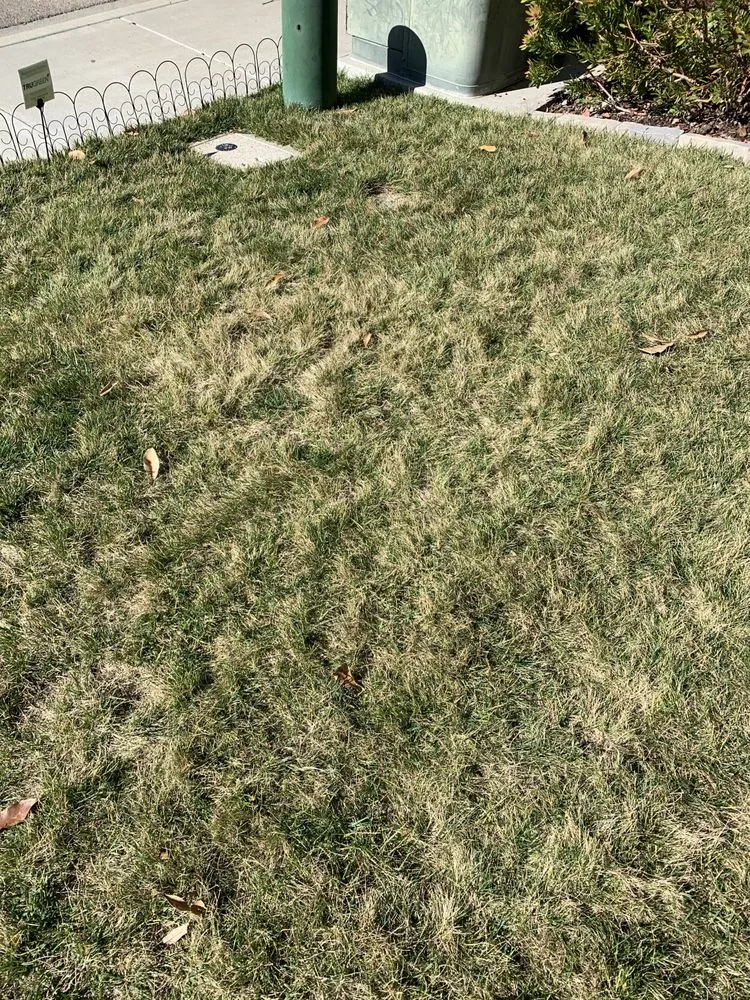 Expert outdoor landscaping in Escondido, CA by La Costa Tree Service & Maintenance