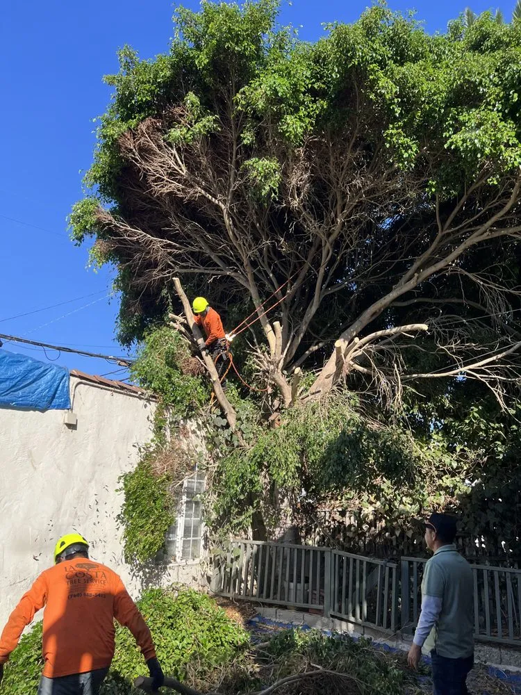 Affordable lawn care service experts serving Escondido, CA - La Costa Tree Service & Maintenance