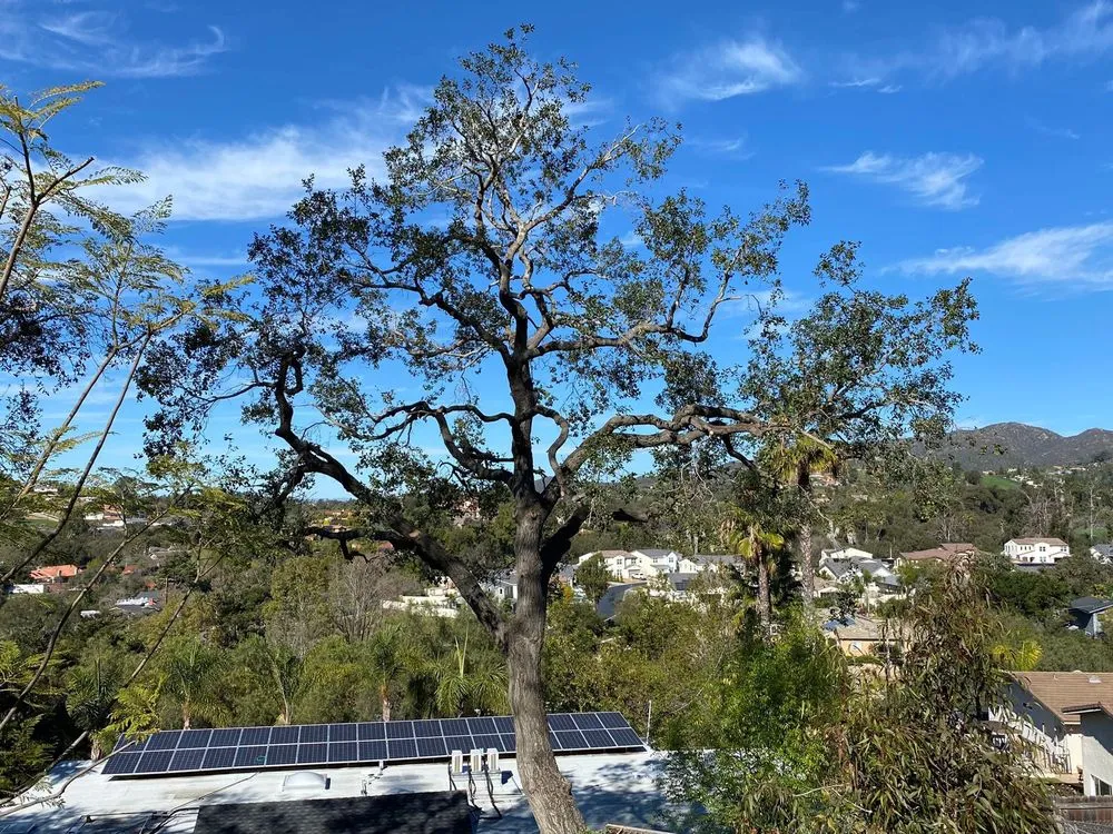 Custom landscape design experts serving Escondido, CA - La Costa Tree Service & Maintenance