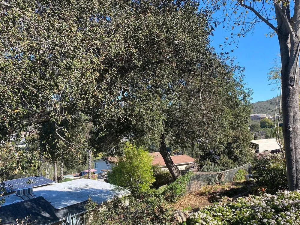 Top-rated landscape installation in Escondido, CA - La Costa Tree Service & Maintenance