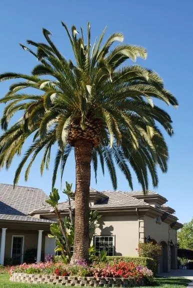 Affordable residential landscaping in Escondido, CA by La Costa Tree Service & Maintenance