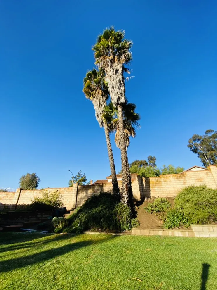 Custom landscape installation with custom design across Escondido, CA - La Costa Tree Service & Maintenance
