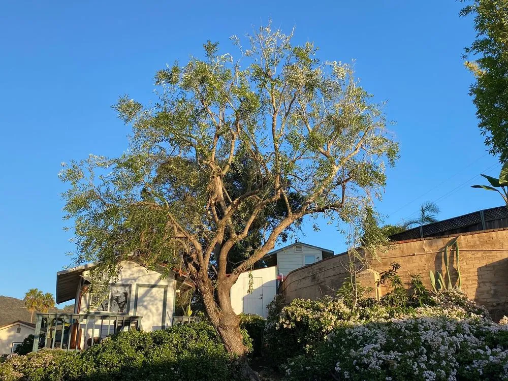 Professional landscape installation for residential properties in Escondido, CA by La Costa Tree Service & Maintenance