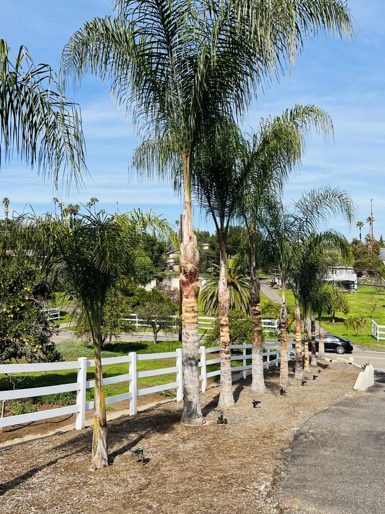 Local yard maintenance for year-round maintenance across Escondido, CA - La Costa Tree Service & Maintenance