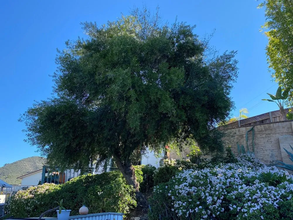 Professional garden landscaping in Escondido, CA by La Costa Tree Service & Maintenance