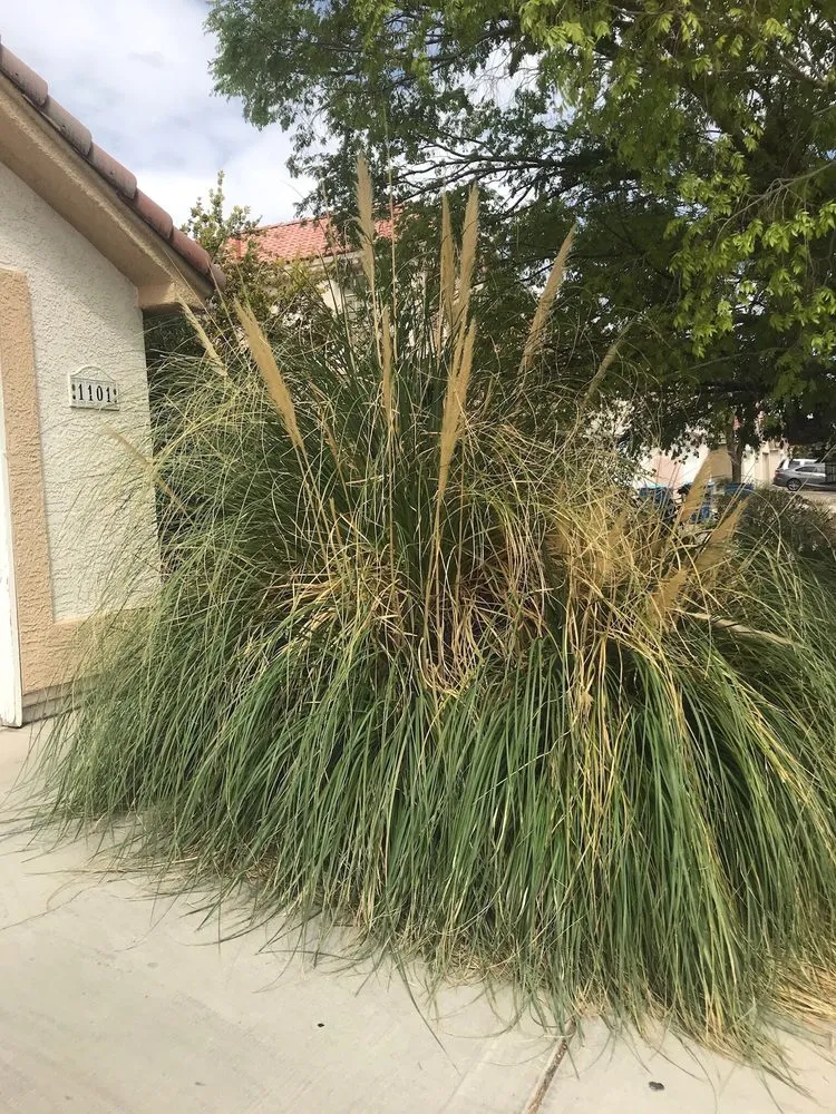 Reliable yard maintenance in Las Vegas, NV by La Firma Landscape