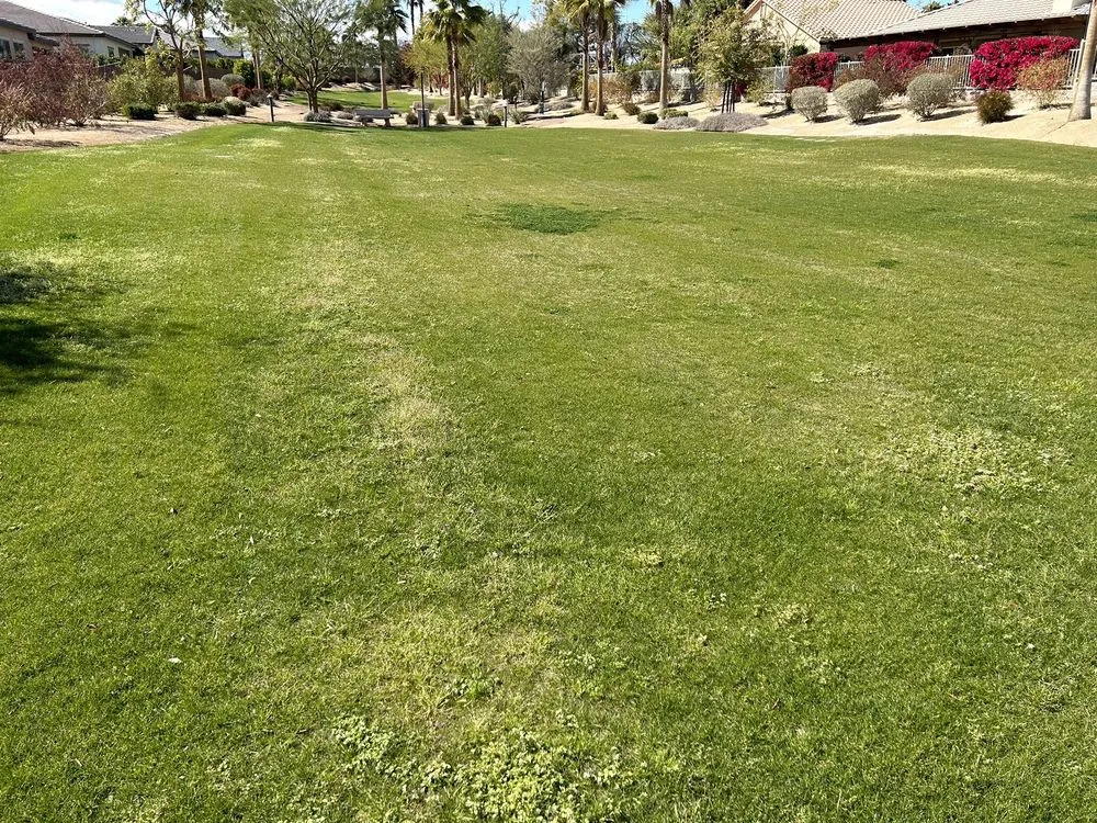 Top-rated lawn care service near you across Indio, CA - La Hacienda Nursery & Landscape