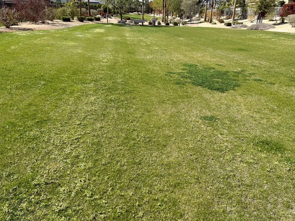 Reliable landscape design near you in Indio, CA by La Hacienda Nursery & Landscape