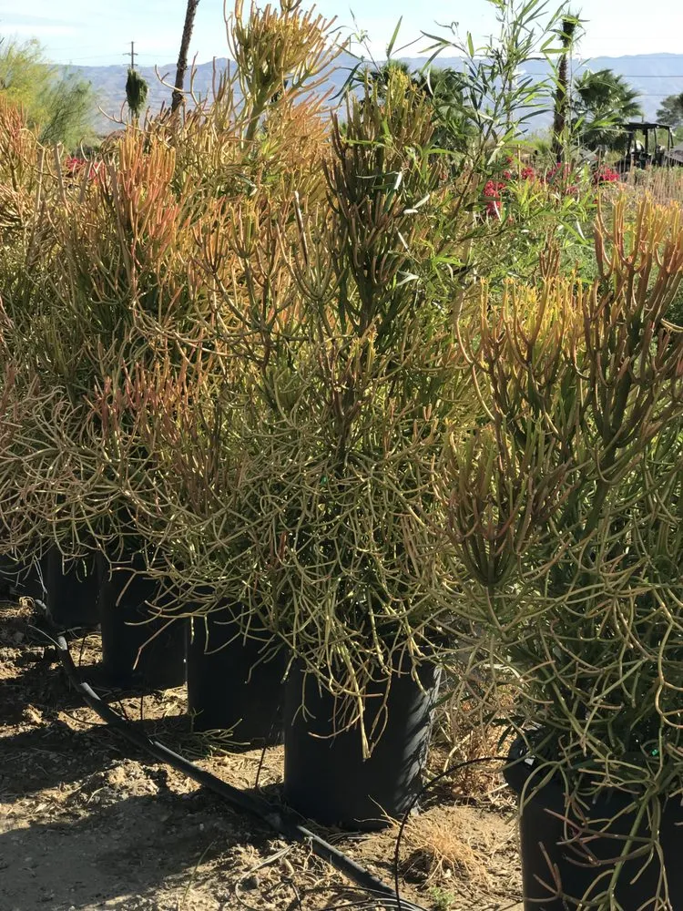 Local landscape design in Indio, CA by La Hacienda Nursery & Landscape