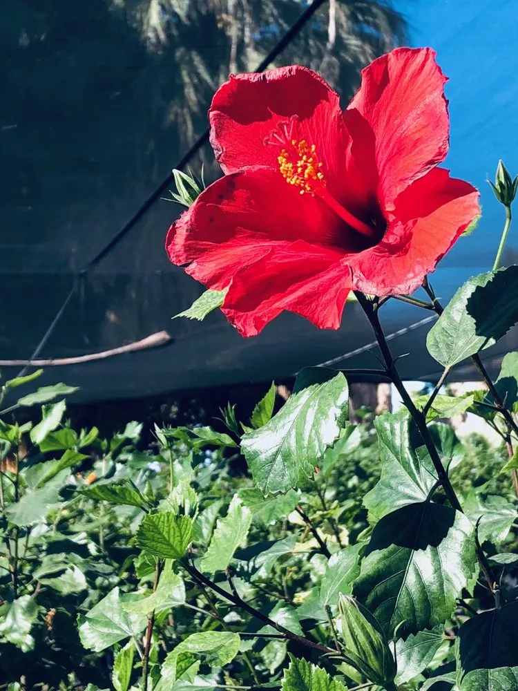 Expert residential landscaping in Indio, CA by La Hacienda Nursery & Landscape