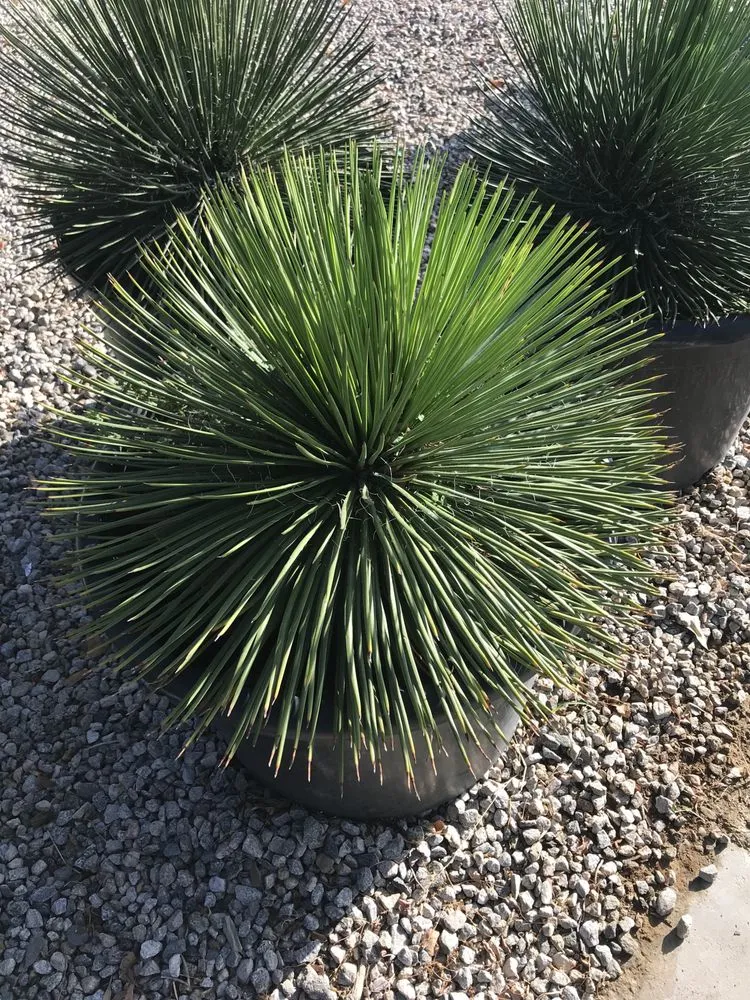 Professional landscape design in Indio, CA by La Hacienda Nursery & Landscape