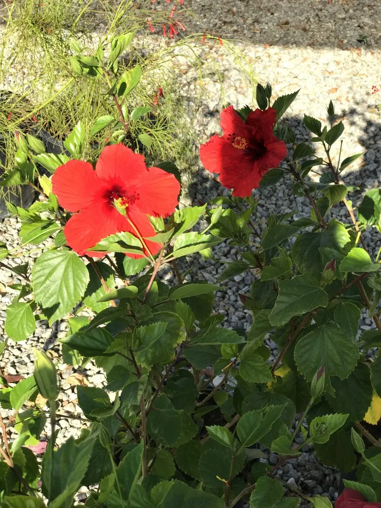 Local landscaping services experts serving Indio, CA - La Hacienda Nursery & Landscape