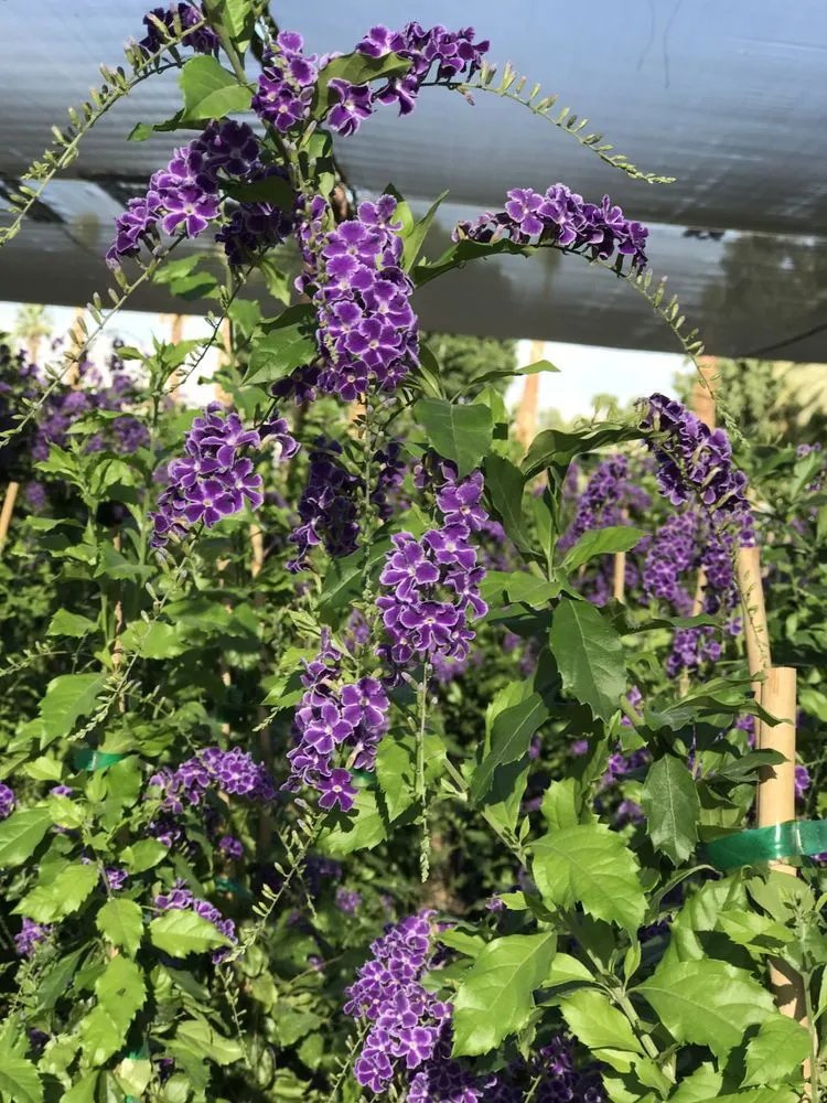 Custom landscape installation experts serving Indio, CA - La Hacienda Nursery & Landscape