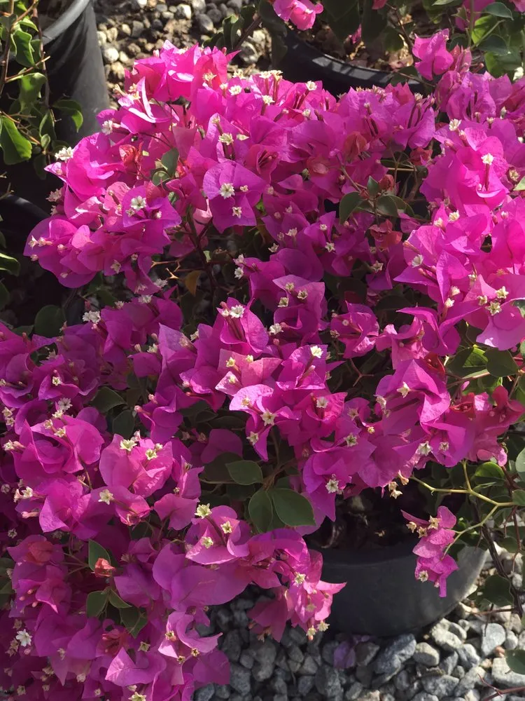 Local lawn care service in Indio, CA - La Hacienda Nursery & Landscape