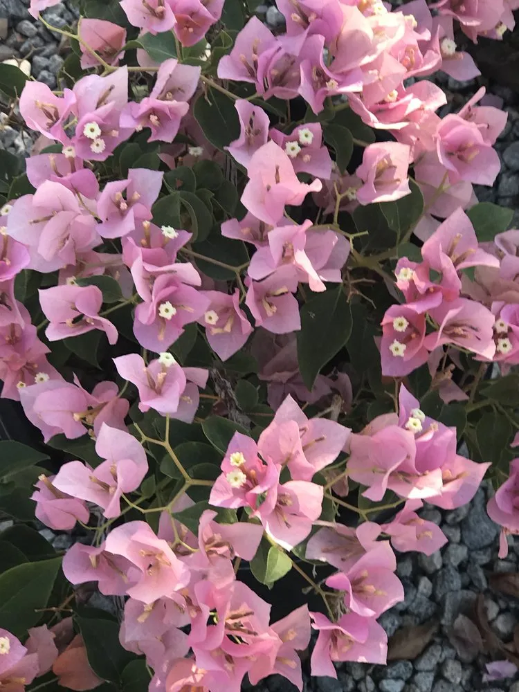 Local garden landscaping in Indio, CA - La Hacienda Nursery & Landscape