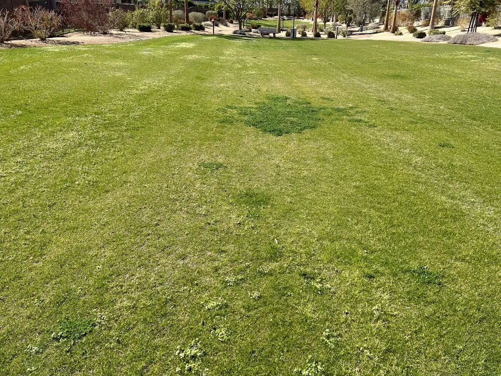 Custom yard maintenance experts serving Indio, CA - La Hacienda Nursery & Landscape