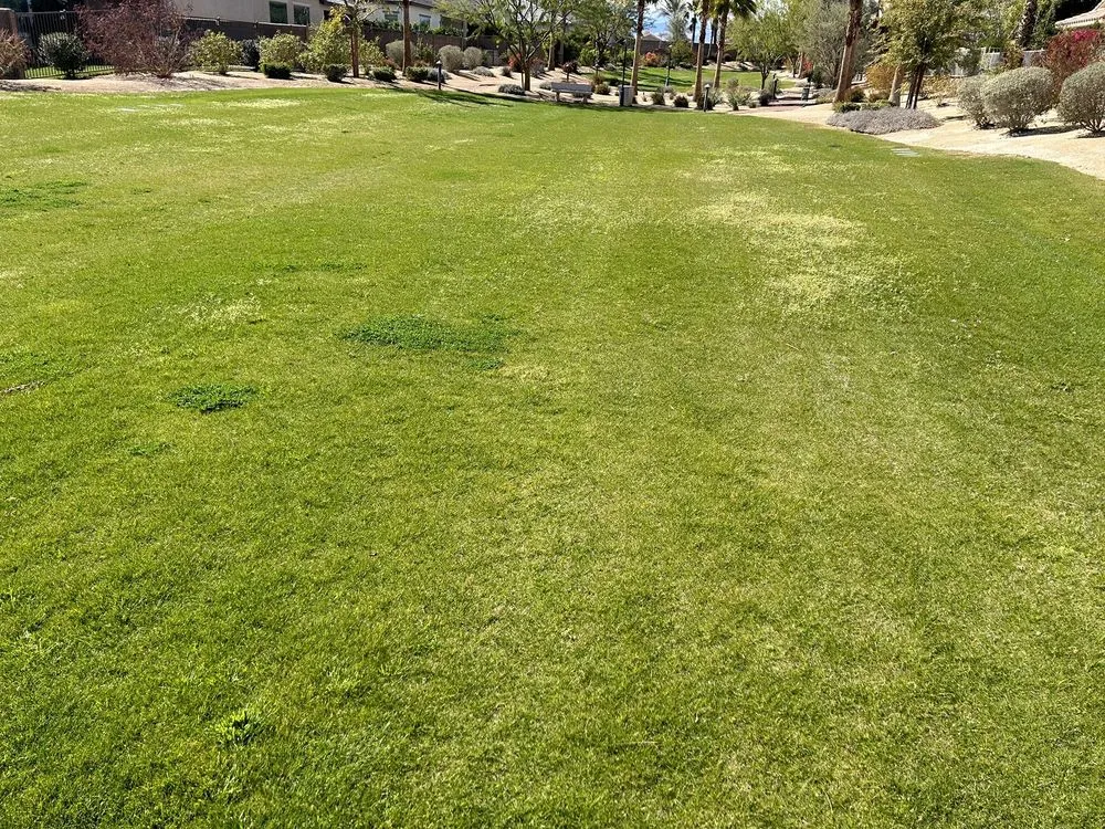 Top-rated yard maintenance in Indio, CA - La Hacienda Nursery & Landscape