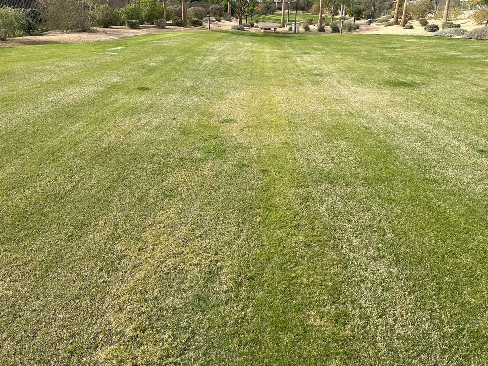 Custom lawn care service in Indio, CA by La Hacienda Nursery & Landscape