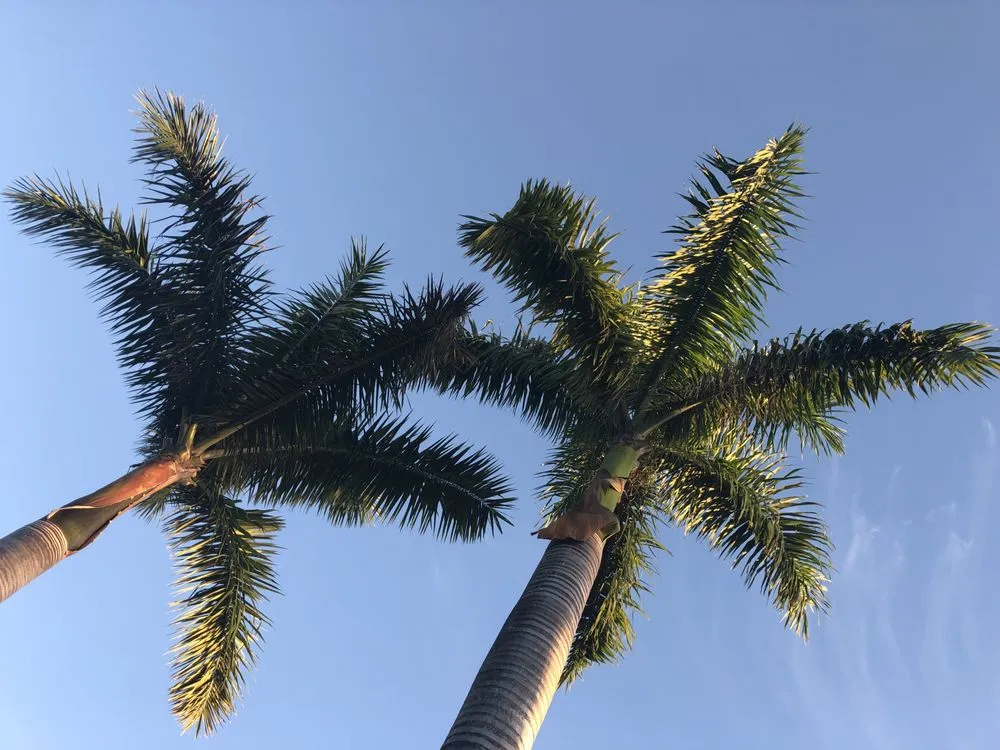 Expert landscape design experts serving Islamorada, FL - La Isla Tree Care