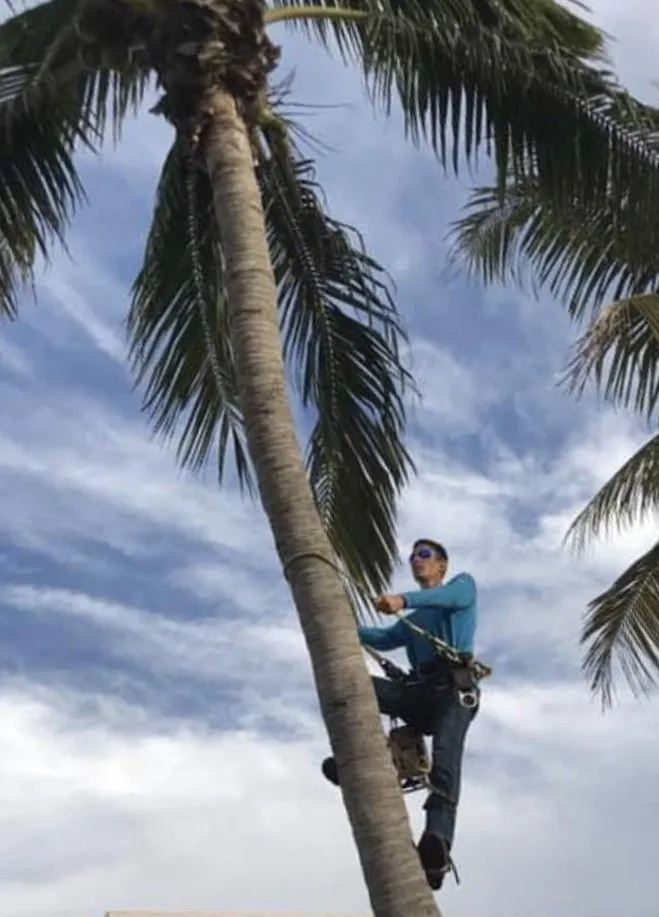 Top-rated yard maintenance for homes in Islamorada, FL by La Isla Tree Care