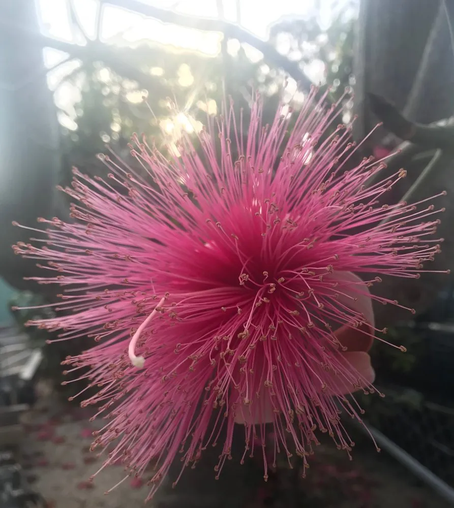 Professional lawn care service in Islamorada, FL by La Isla Tree Care