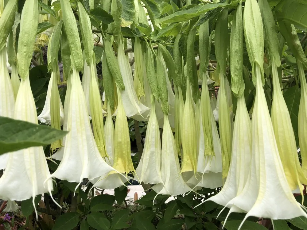 Trusted residential landscaping in Islamorada, FL by La Isla Tree Care