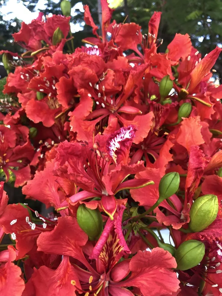 Professional yard cleanup service for beautiful yards across Islamorada, FL - La Isla Tree Care