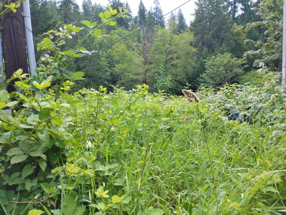 Affordable residential landscaping experts serving Bremerton, WA - LA Kings