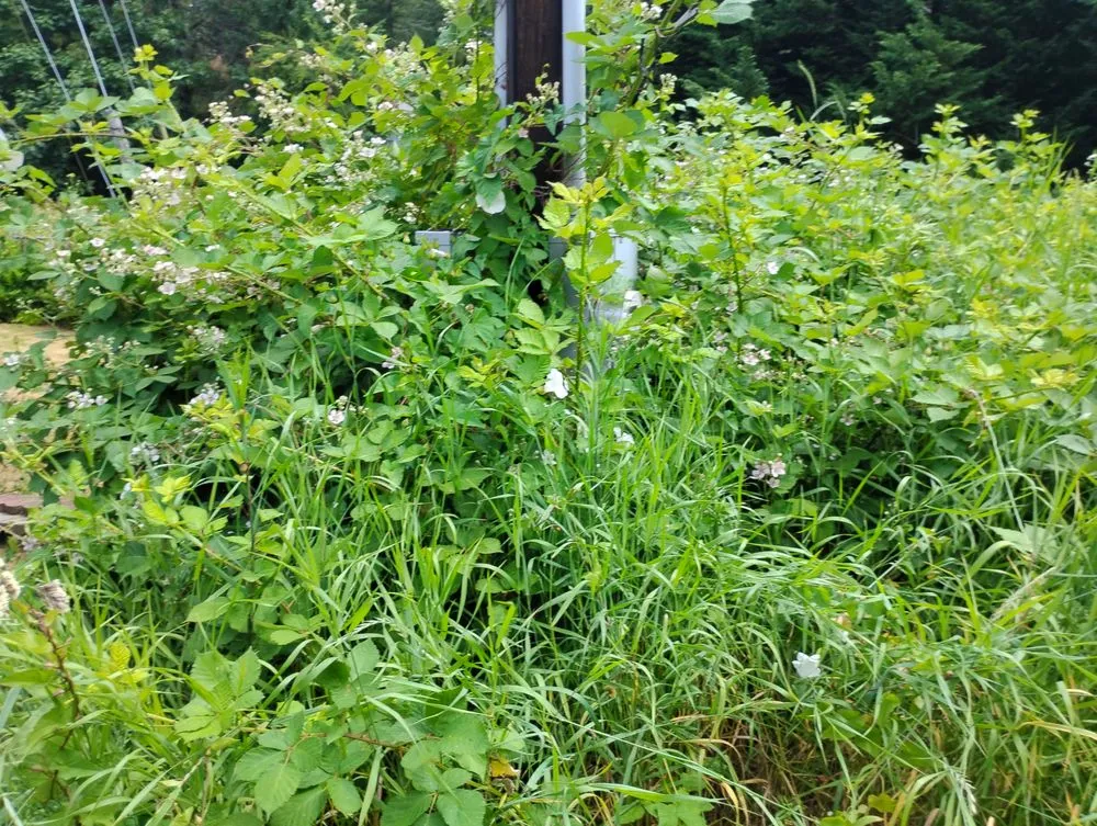 Reliable yard maintenance for beautiful yards across Bremerton, WA - LA Kings