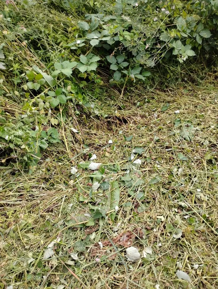 Reliable landscape design for beautiful yards in Bremerton, WA by LA Kings