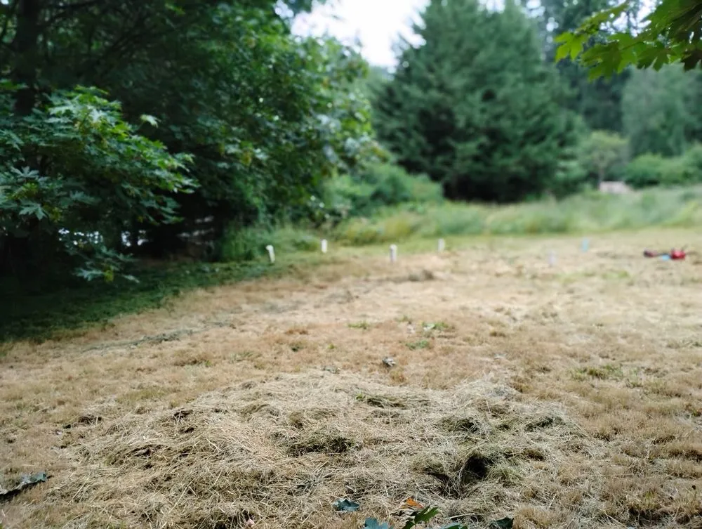 Affordable lawn care service in Bremerton, WA - LA Kings