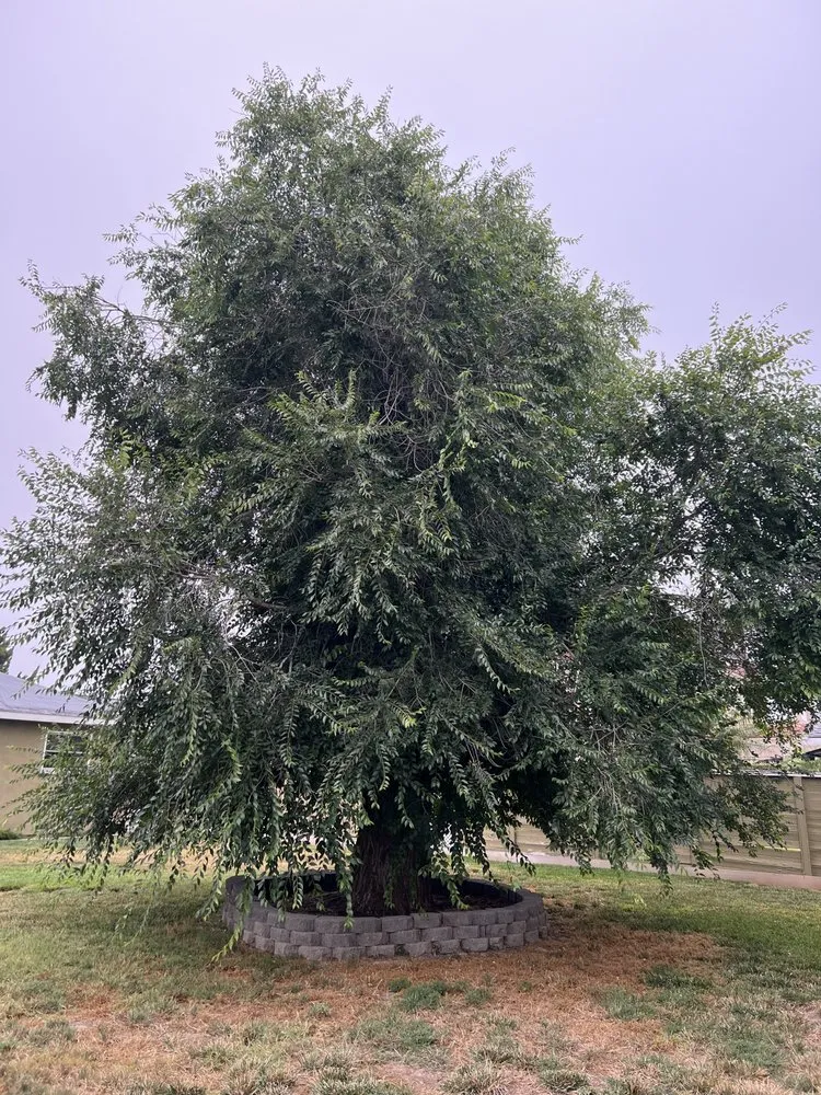 Local garden landscaping experts serving Costa Mesa, CA - LA Landscaping