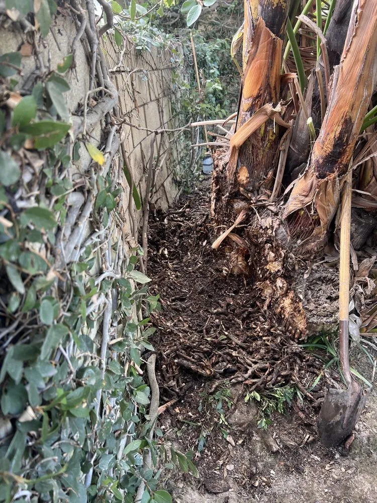 Affordable lawn mowing service in Costa Mesa, CA - LA Landscaping