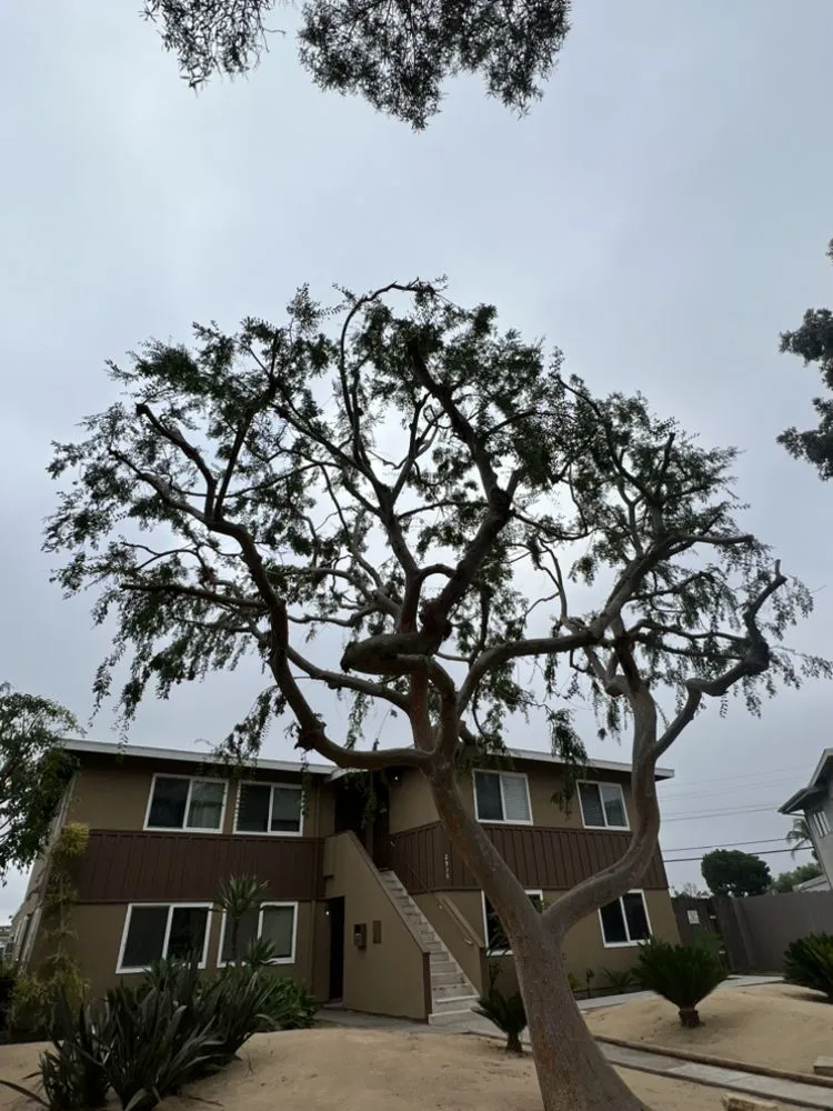 Trusted yard cleanup service for year-round maintenance across Costa Mesa, CA - LA Landscaping