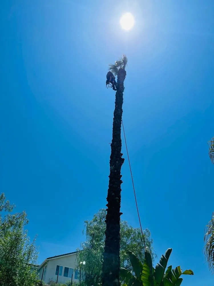 Reliable outdoor landscaping for year-round maintenance across Costa Mesa, CA - LA Landscaping