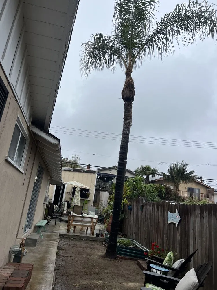 Reliable yard maintenance in Costa Mesa, CA by LA Landscaping