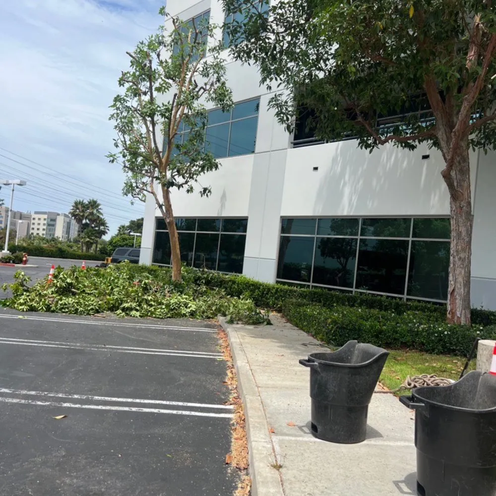 Professional yard cleanup service experts serving Costa Mesa, CA - LA Landscaping