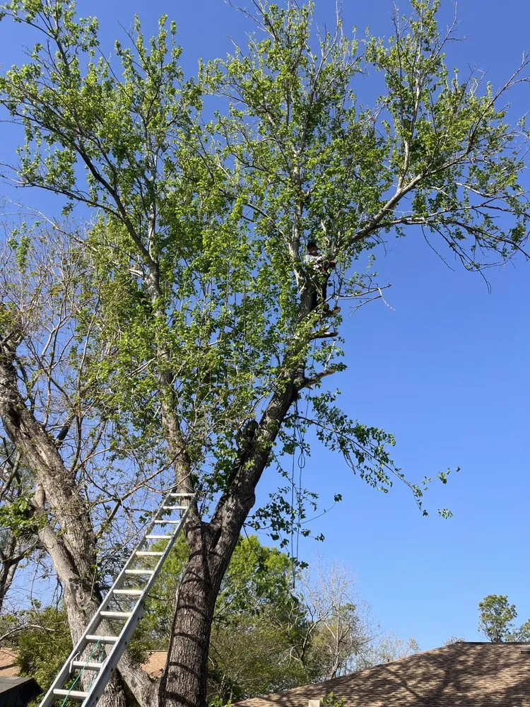 Custom lawn care service for residential properties across Cleveland, TX - L&A Lawn Care