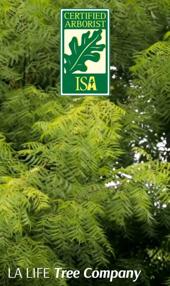 Top-rated lawn care service experts serving Lafayette, LA - LA Life Tree