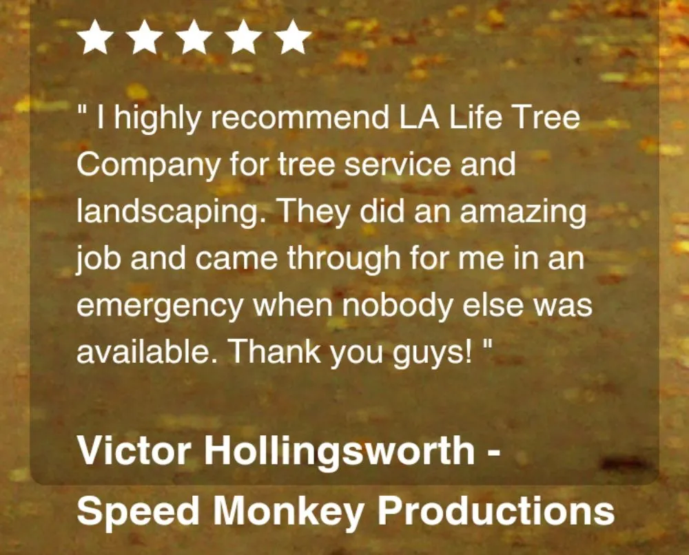 Local landscape design in Lafayette, LA by LA Life Tree