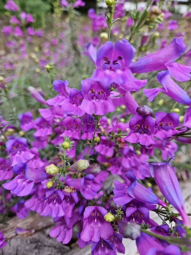 Expert lawn mowing service for residential properties in Los Angeles, CA by LA Native Landscaping