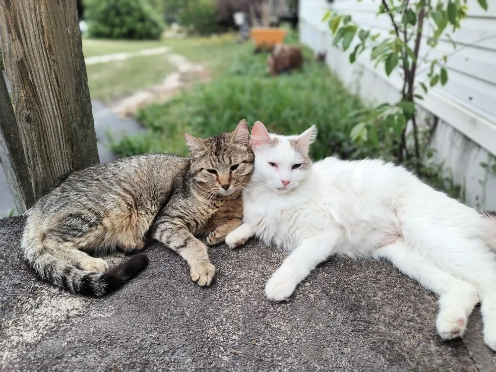 Professional landscape design in Columbia, SC - La Phil's Landscape