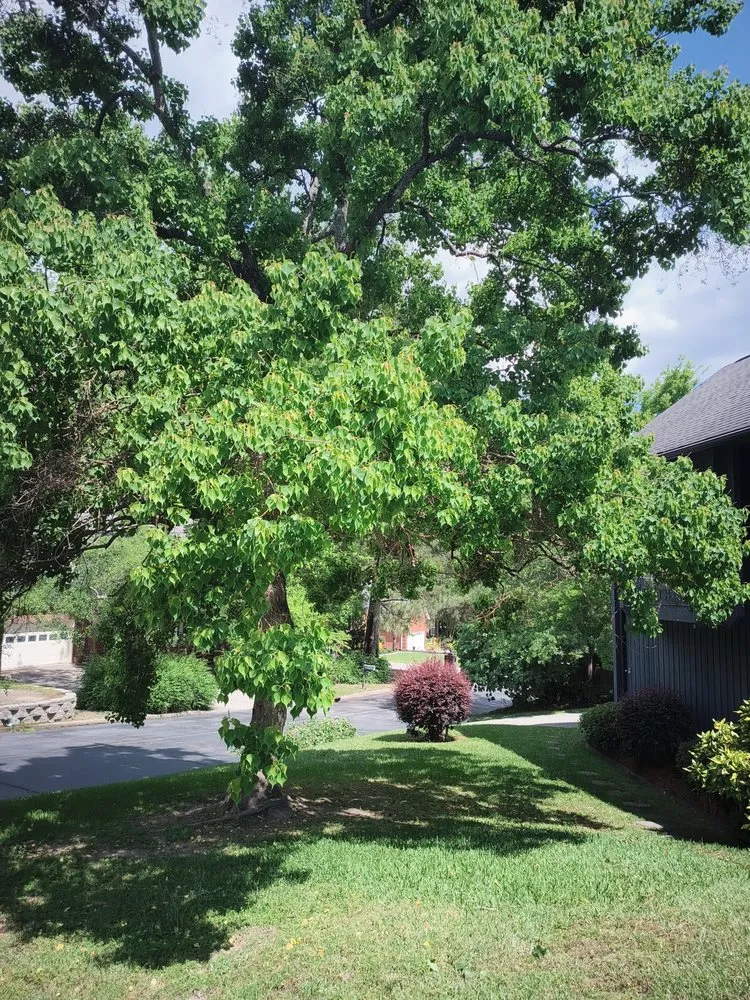 Affordable yard cleanup service in Columbia, SC by La Phil's Landscape