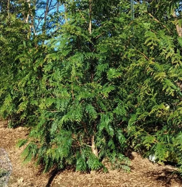 Top-rated yard cleanup service experts serving Port Tobacco, MD - La plata landscape