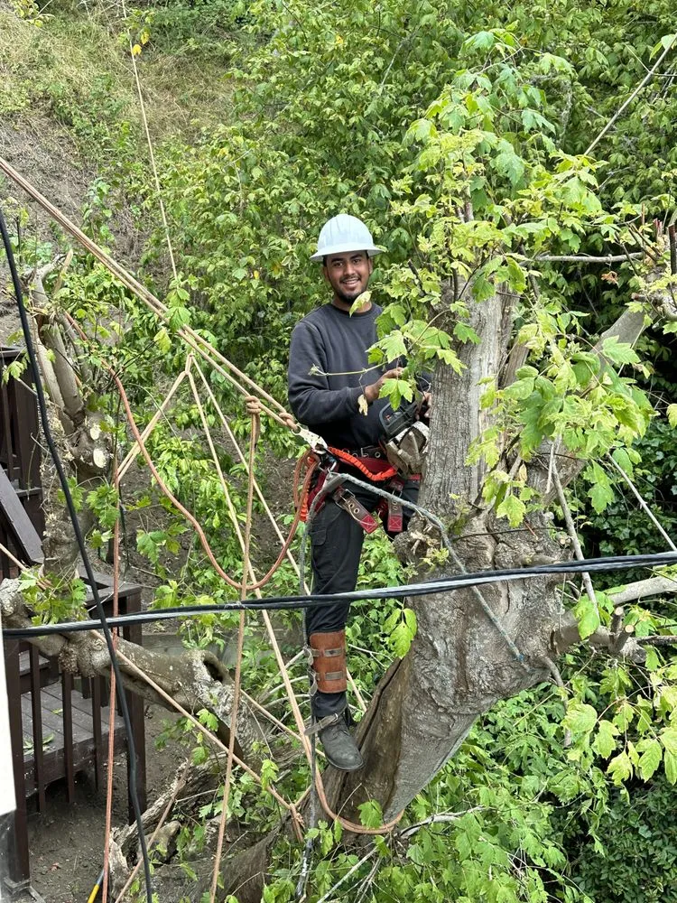 Trusted landscape design experts serving Santa Cruz, CA - La Selva Tree Care