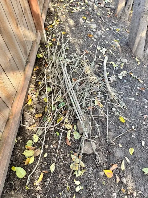 Affordable residential landscaping in Santa Cruz, CA - La Selva Tree Care